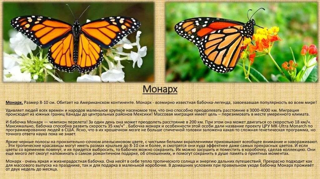 The constitutional monarch of the united kingdom presentation. Стихи с жаргонизмами. Слово монарх. Жаргон. Текст монарх.