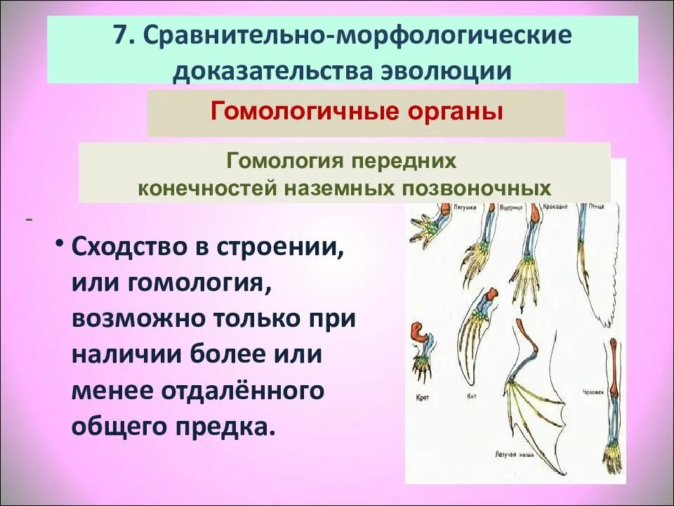 Какие сравнительно анатомические доказательства эволюции. Сравнительно морфологические доказательства эволюции. сравнительно-анатомические доказательства эволюции гомологичные. сравнительно анатомические морфологические доказательства эволюции. сравнительно-анатомические доказательства эволюции презентация.