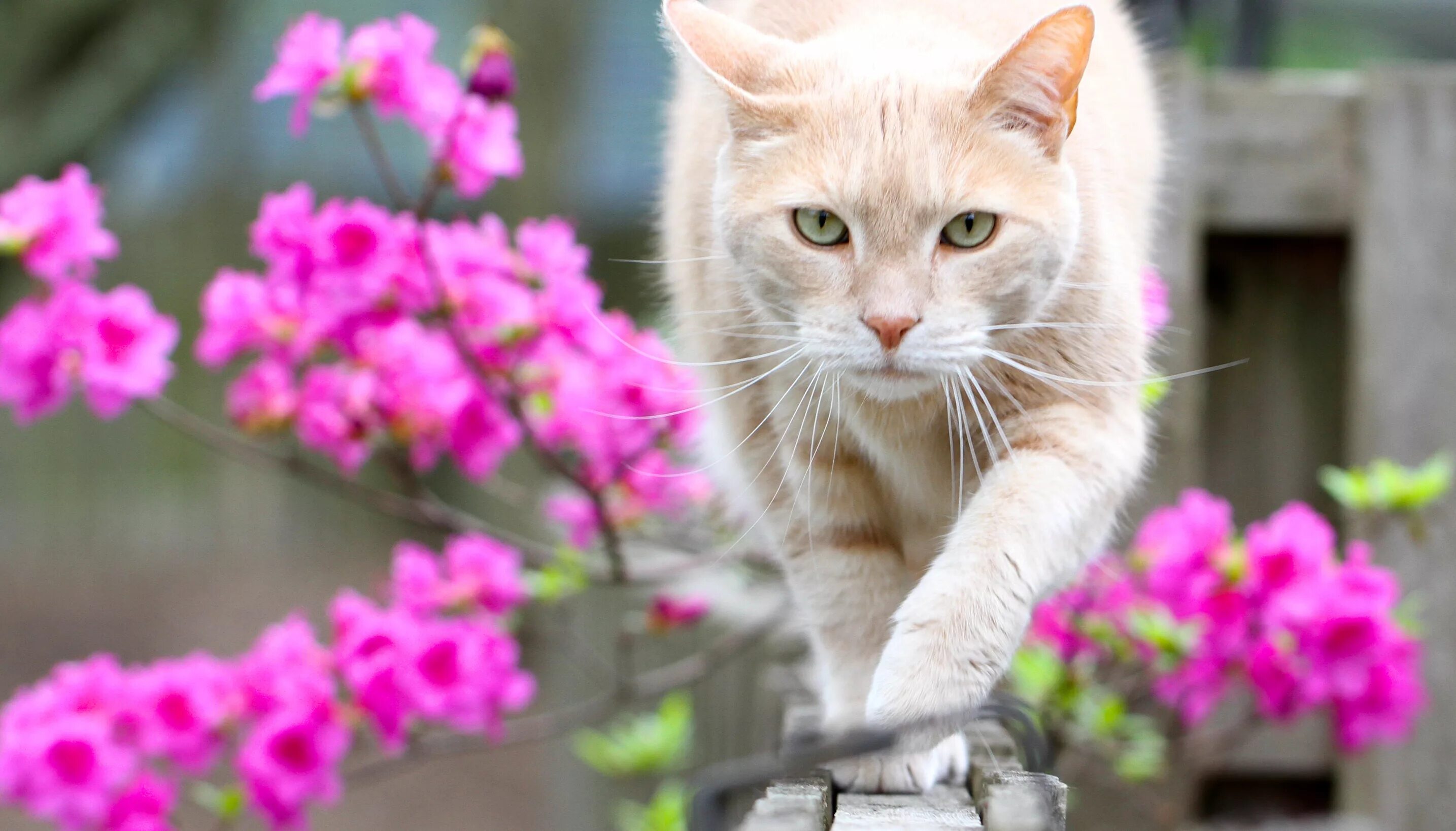 Spring cat show. Кошечка в цветах. Красивый кот. Розовая кошка.