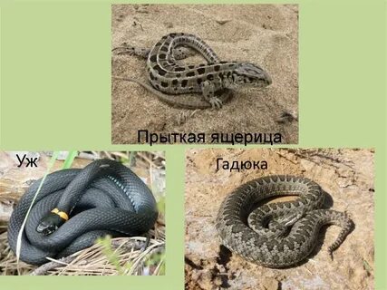 Пресмыкающиеся гадюка хордовые гадюка обыкновенная чешуйчатые