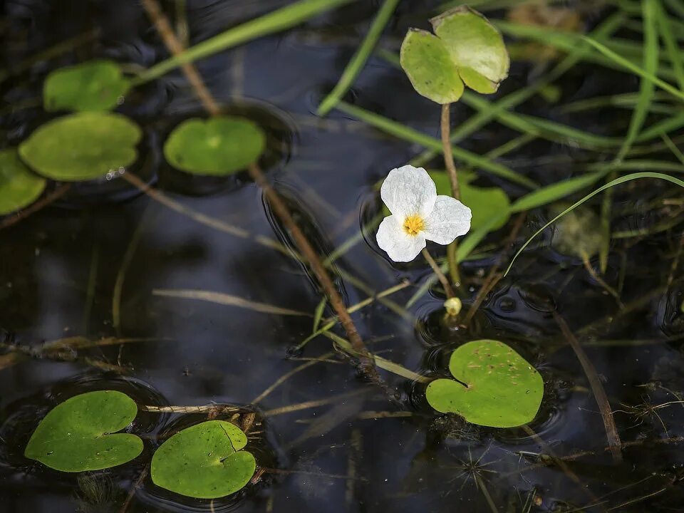 растение лягушачий водокрас. водокрас лягушачий. телорез алоэвидный. водокрас лягушачий. водокрас - hydrocharis morsus ranae.