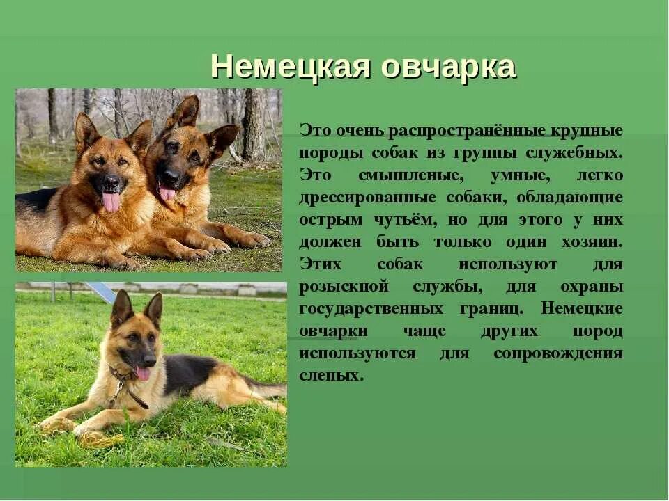 Сообщение о породе собак 2 класс. Немецкая овчарка рассказ для 2 класса. немецкая овчарка рассказ для 2 класса окружающий мир. рассказ об овчарке 2 класс окружающий мир. рассказ о породе собак немецкая овчарка 2 класс.
