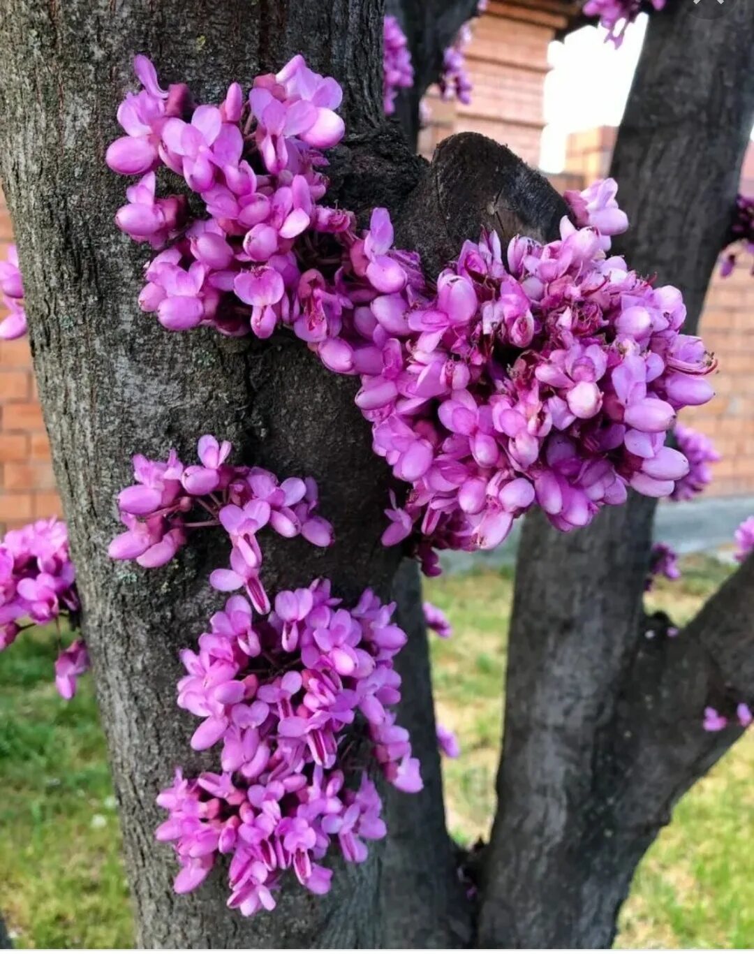 СЕМЕЙСТВО БОБОВЫЕ БОБОВЫЕ - ОДИН ИЗ САМЫХ