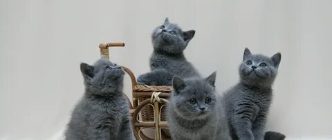 Первый день котенка в новом