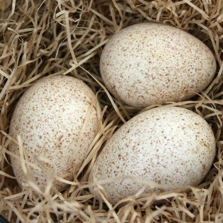 Яйцо инкубационное индюшиное. Яйца инкубационное индаутинное. Индюшиные яйца. Яйца6и индюшек.