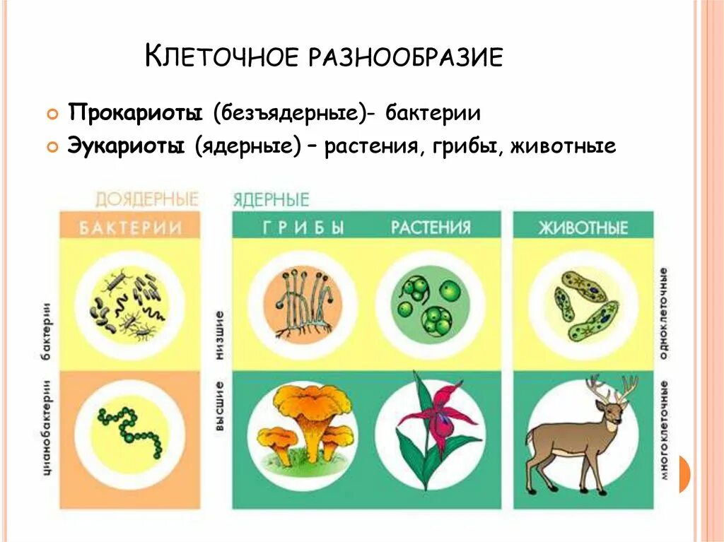 Разнообразие форм живого