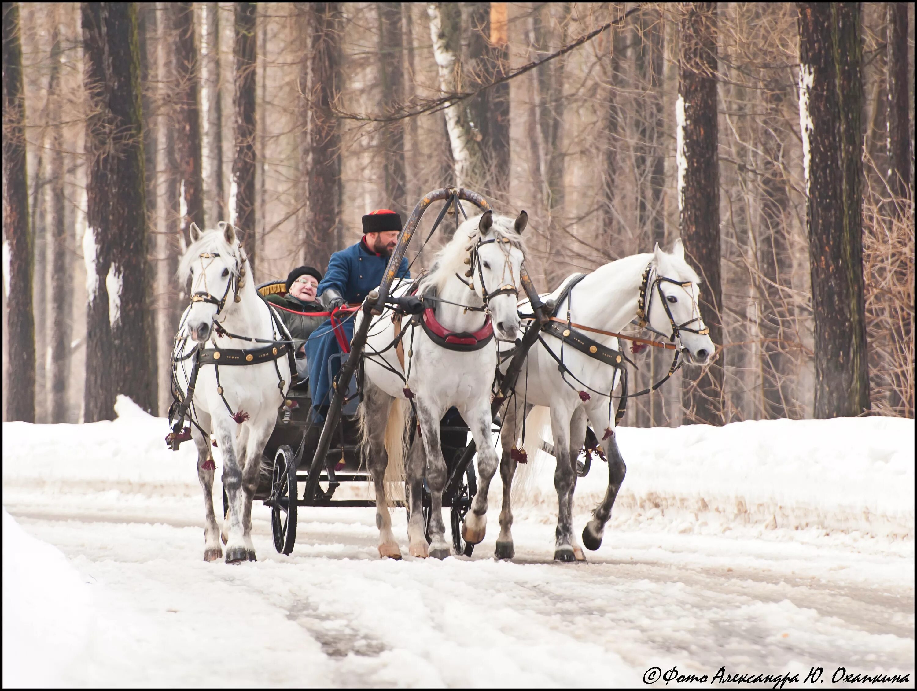 Звон тройки. Русская тройка лошадей. Тройка лошадей зимой. Тройка лошадей зима. Тройка лошадей Кучер.