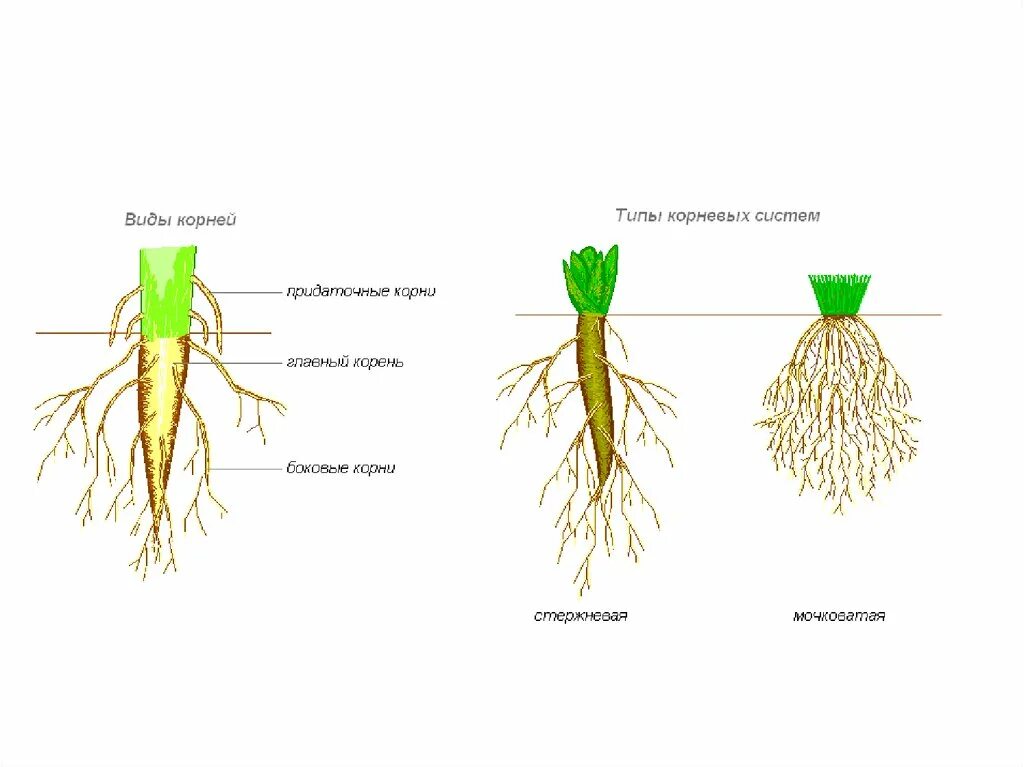 Типы корневых систем ботаника. Корни стержневая мочковатая смешанная.