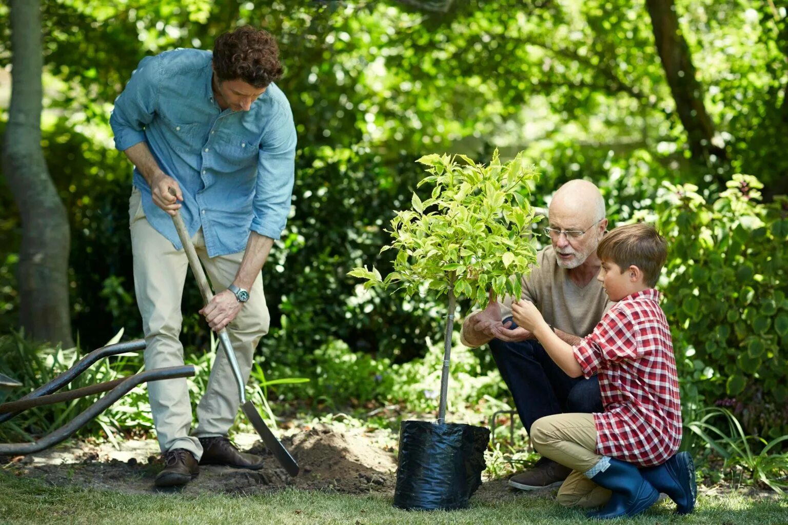 Семьи посадили деревья. Дети сажают деревья. Семья сажает дерево. Папа и сын сажают дерево. Мальчик посадил дерево.
