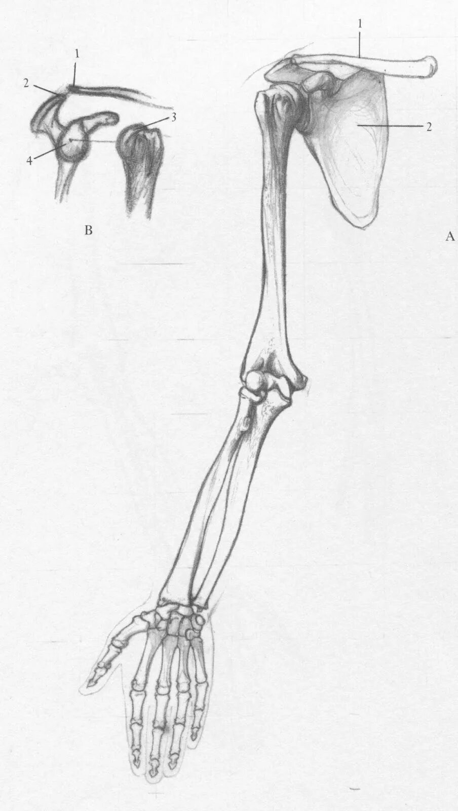 Скелет верхней конечности рисунки. Кости верхней конечности. Кости верхней конечности человека. Верхняя конечность анатомия без подписей. Кость руки человека.