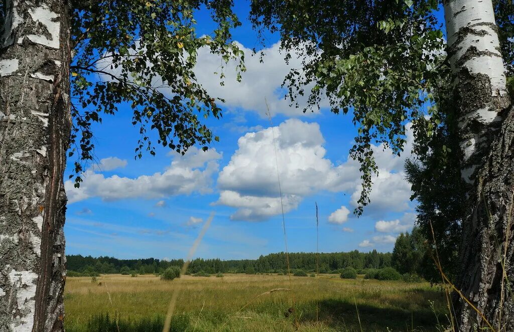 деревня природа березки речка дом.