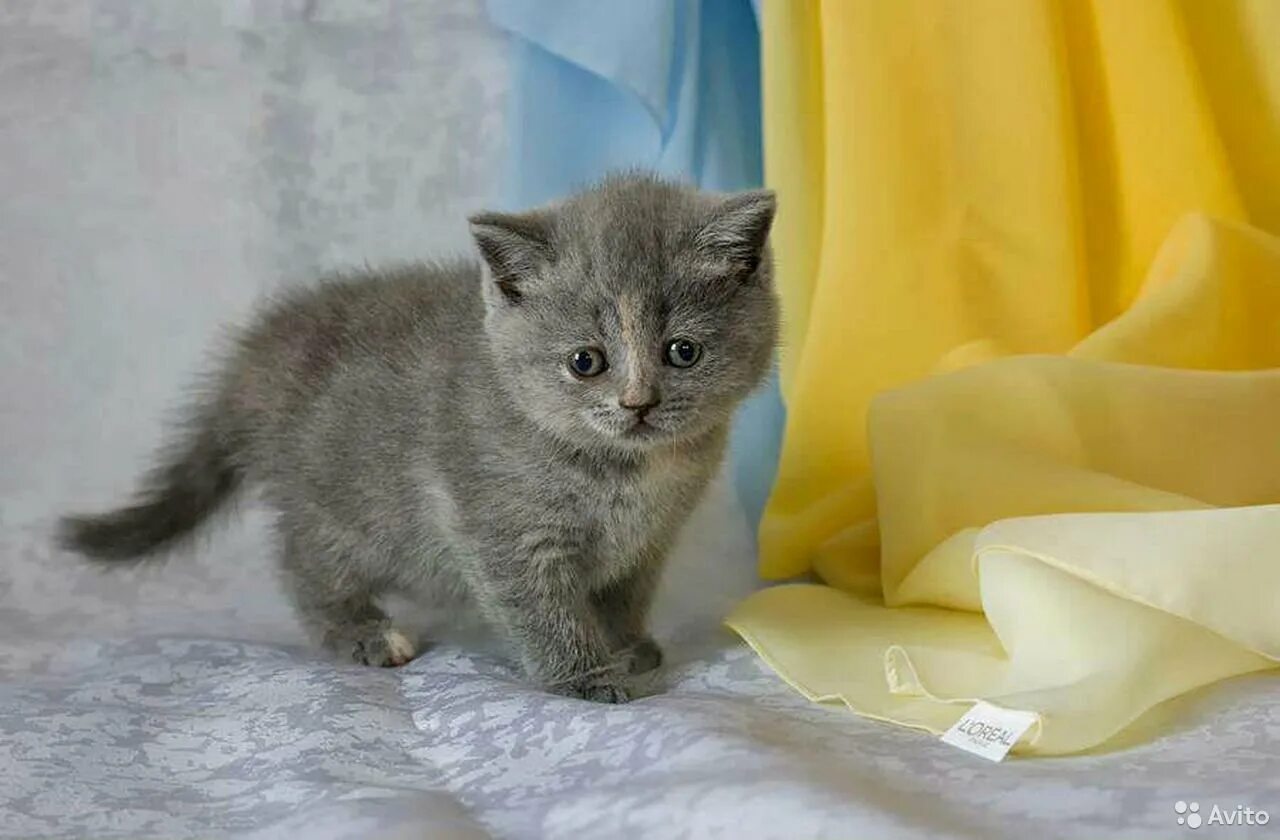 Как выглядит котенок в 1. Британский котенок 1.5 месяца. британские котята 1 месяц. котята британцы 1 месяц. британская кошка котята в 1 месяц.