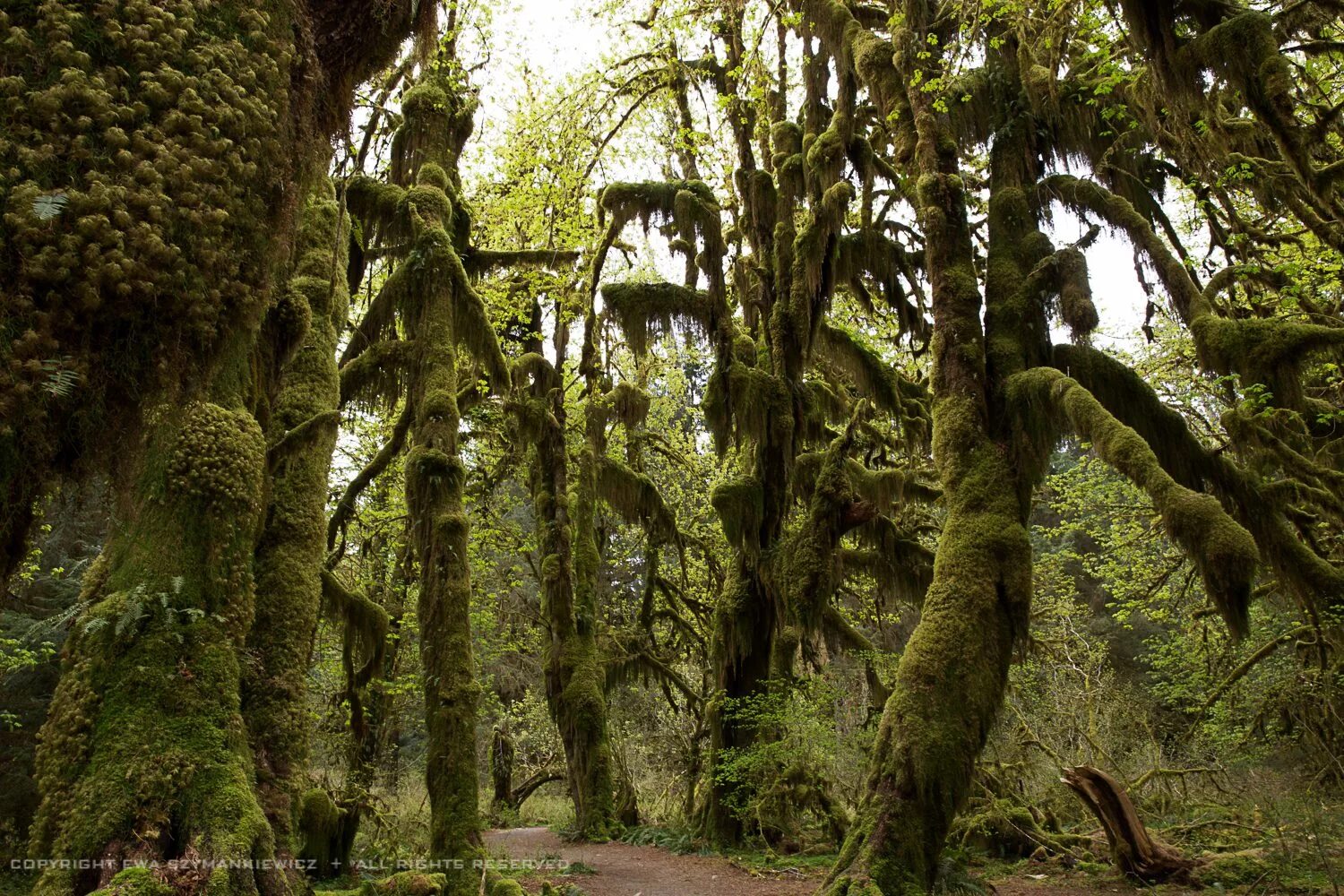 Земляное дерево. Лес Хох в Сиэтле. Дождевой лес Хох США. Сиэтл дождевой лес Хох. Дождевой лес Хох в национальном парке Олимпик.