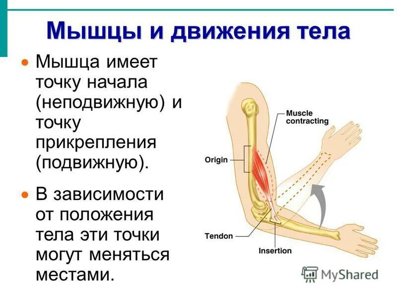 Точки прикрепления мышц. Brachialis). Портняжная мышца функции и расположение. Является местом прикрепления мышц. Мышцы плечевого пояса подлопаточная мышца.