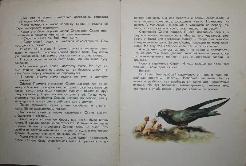 Как прошли 1 дни жизни скрипа. Астафьев Стрижонок Стриж рассказ. Сказка про стрижонка скрипа. Астафьев Стриж скрип.