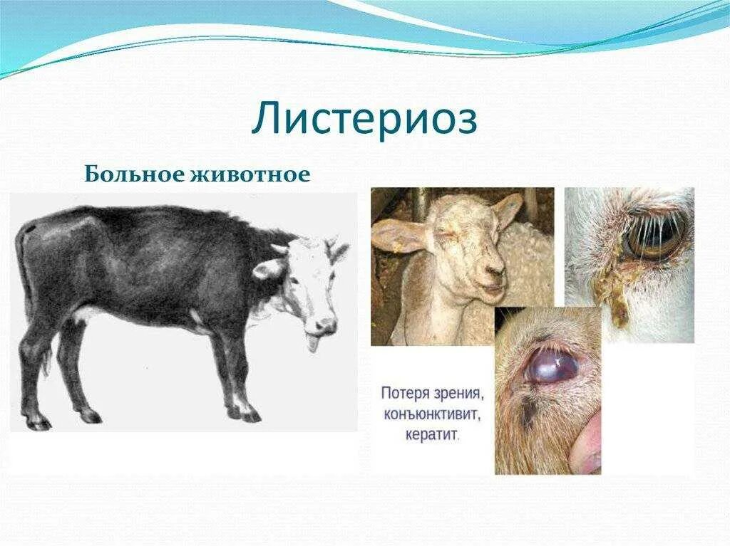 Листериоз клинические проявления. Листериоз у животных крс. Листериоз у животных. Септическая форма листериоза у животных. Листериоз у животных.