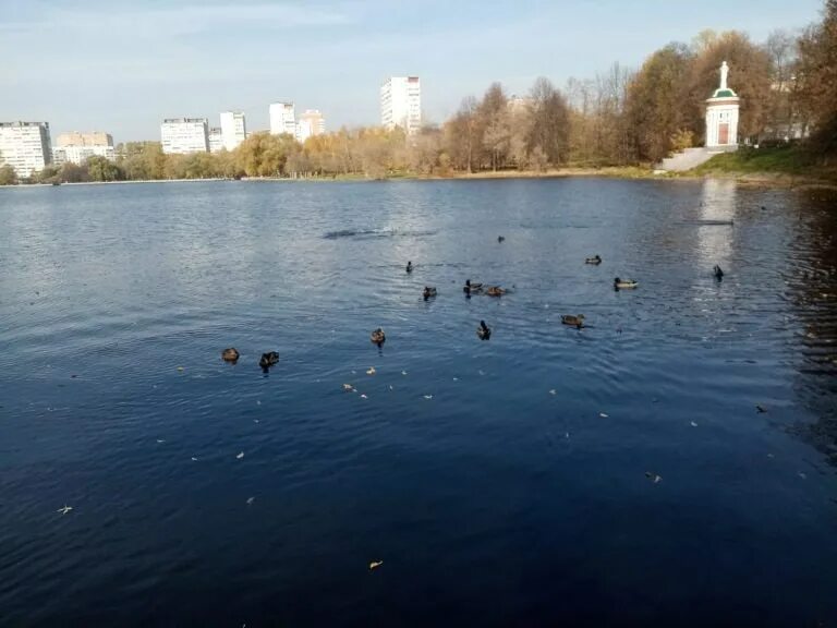 Сайт головинские пруды. Головинские пруды москва. водосброс головинские пруды. утки на головинских прудах. утки на пруду в москве.