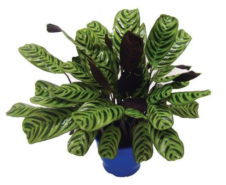 ирисы луковичные. лилия (иксиолирион горный) лавандовая горная. Ixiolirion tataricum. комнатные цветы почтой. саженцы цветы почтой россии наложенным платежом.