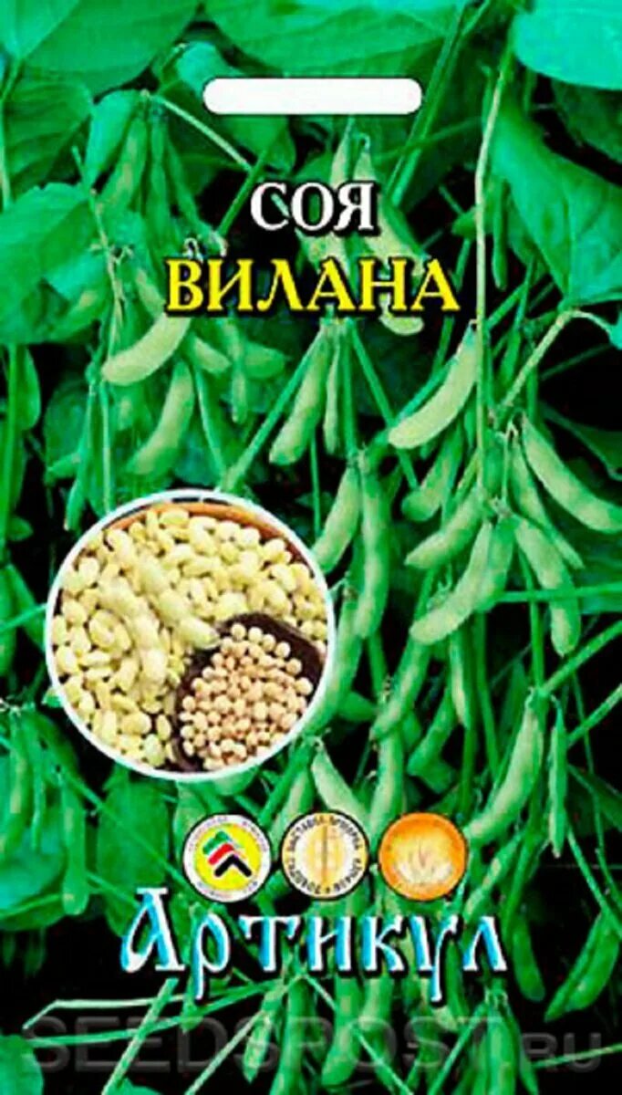 Соя зерно. Соя житница здоровья. Семена сои. Alforfon. Сорт соевой крупы.