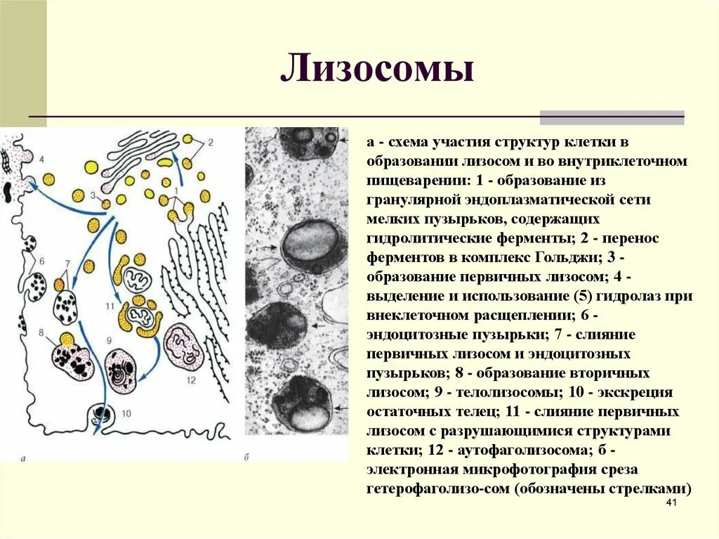 Образование лизосом происходит в. Схема строения лизосомы. Схема образования лизосом. Структура стенки лизосомы.