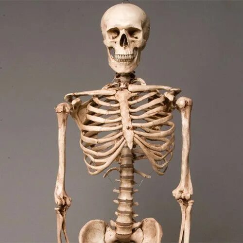 Скелет человека. Человечий скелет. Скелет человека настоящий. Скелет торс.
