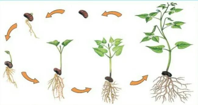 Последовательность развития растения из семени. Модель развития растения из семени. Семечко – Росток – взрослое растение – цветок – плод.. Стации развития растения с семени.