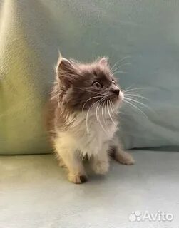 Котенок в чебоксарах в добрые