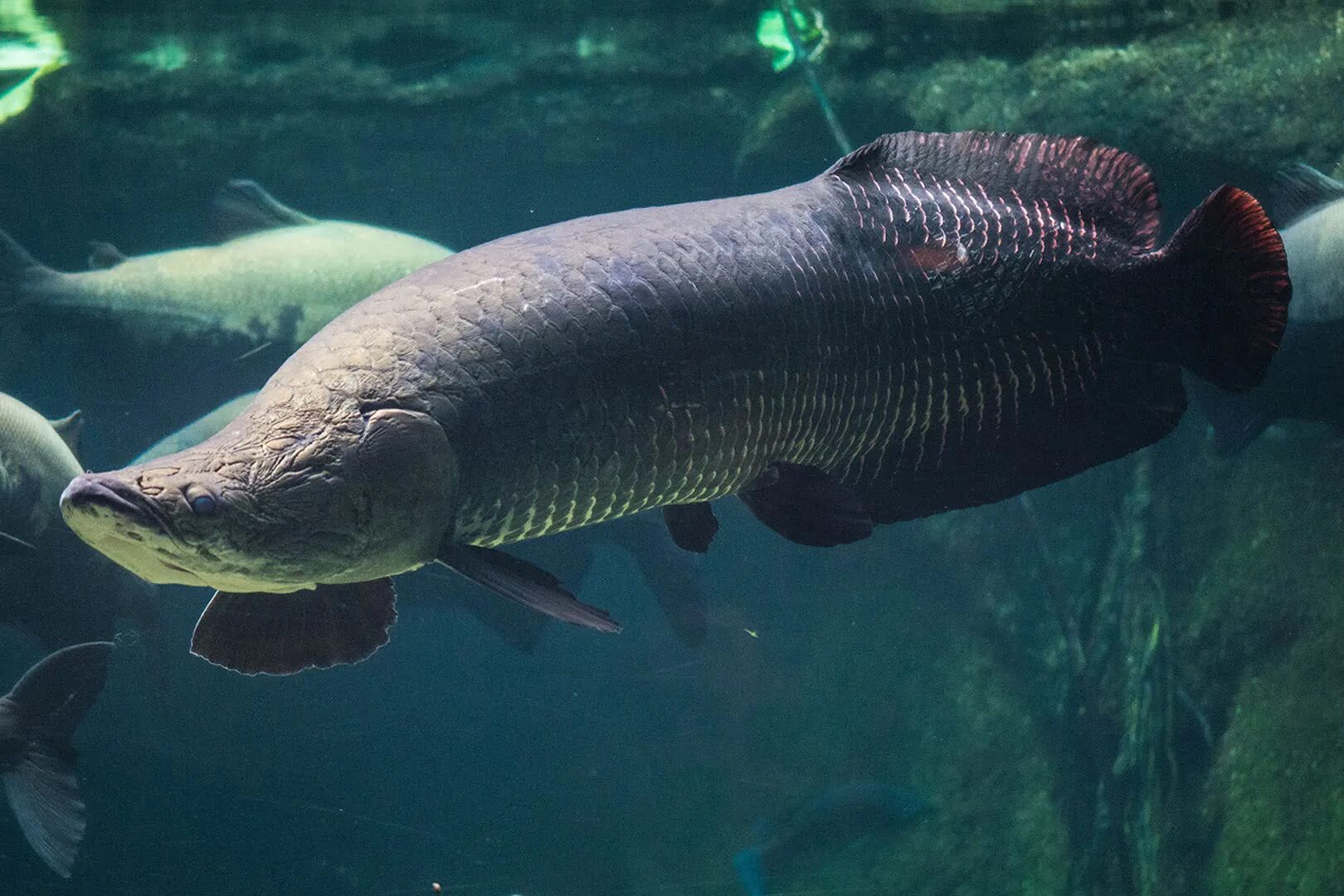 arapaima scales