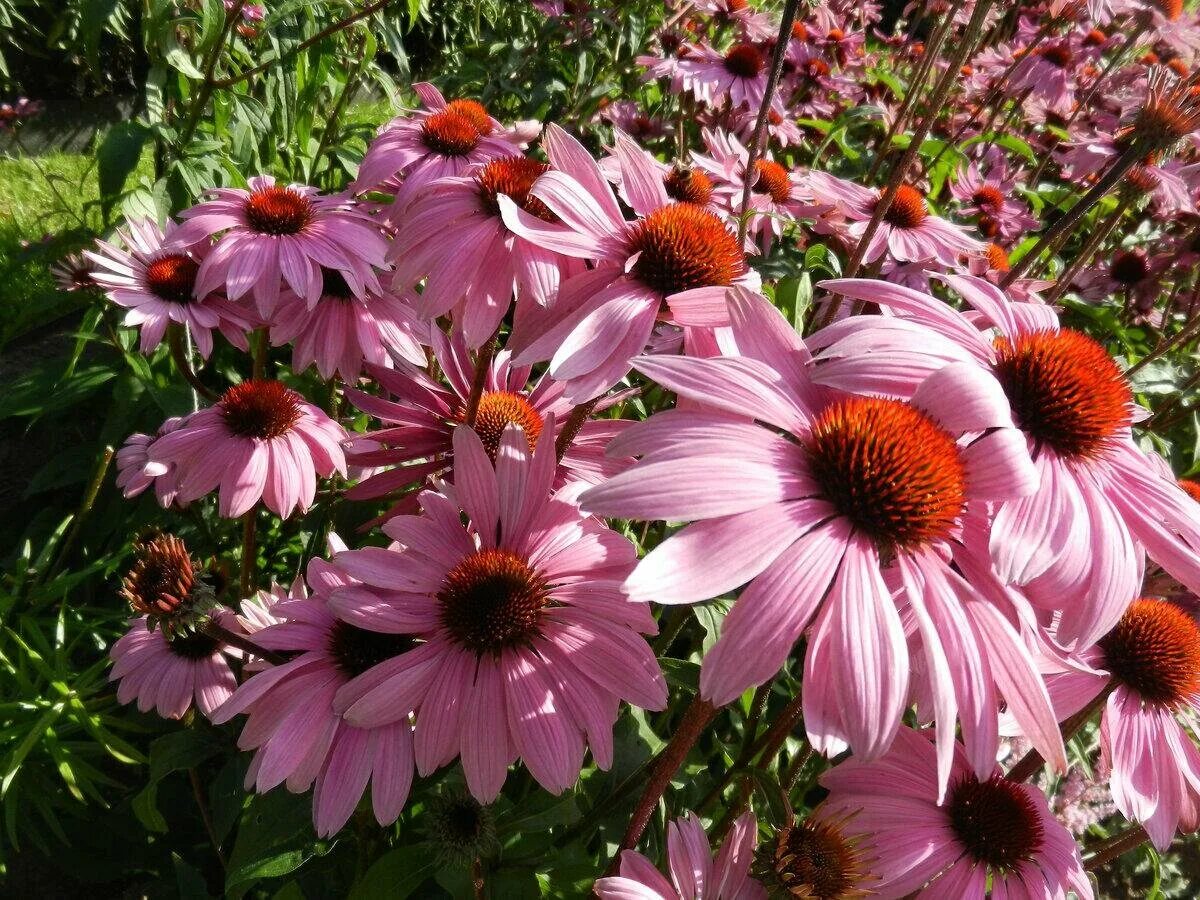 Эхинацея пурпурная. Эхинацея пурпурная echinacea purpurea. Эхинацея пурпурная 'magnus'. Эхинацея дип роуз. Эхинацея пурпурная echinacea purpurea.