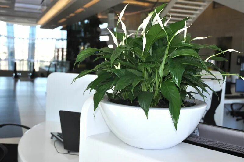 Спатифиллум ван. Спатифиллум Уоллиса (Spathiphyllum wallisii). Спатифиллум Ларго. Спатифиллум ivanportillae. Спатифиллум Нью Ван.