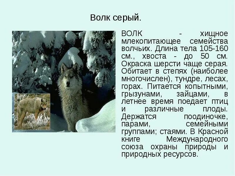 Сообщение о волке 6 класс. Информация о волке. длина тела волка. сообщение о степном волке. описание волка.