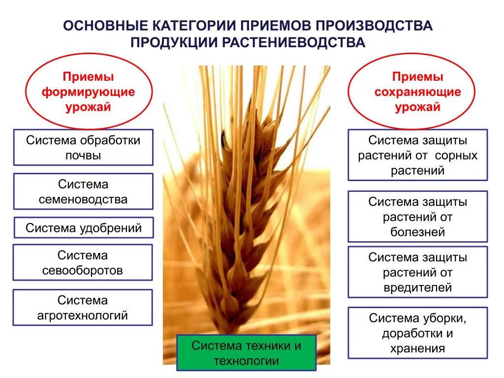 Основные сельскохозяйственные производители. Растениеводство выпускаемая продукция. Отрасли растениеводства. Что такое приемы растениеводства. Схема отрасли растениеводства.