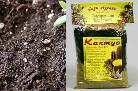 Каланхоэ какой грунт