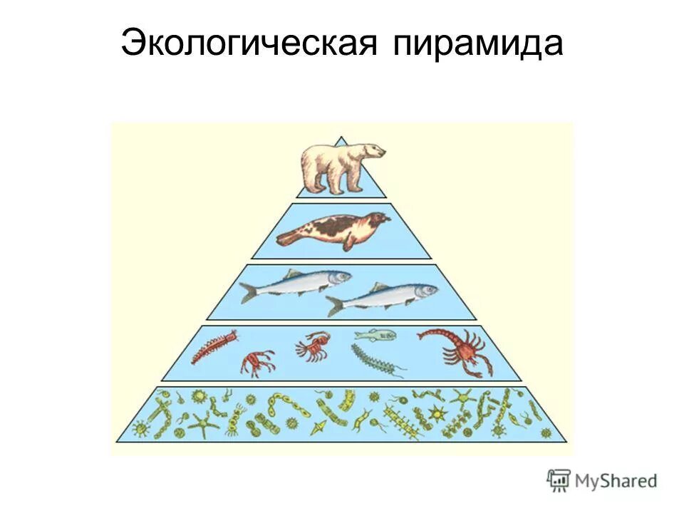 цепи питания и экологические пирамиды. постройте экологическую пирамиду. экологическая пирамида это в биологии. пищевые уровни экологическая пирамида. трофическая структура экосистемы пирамида.