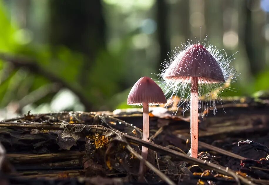 Picking mushrooms. Filip Eremita грибы. Удивительные грибы. Странные грибы. Самые красивые грибы в мире.
