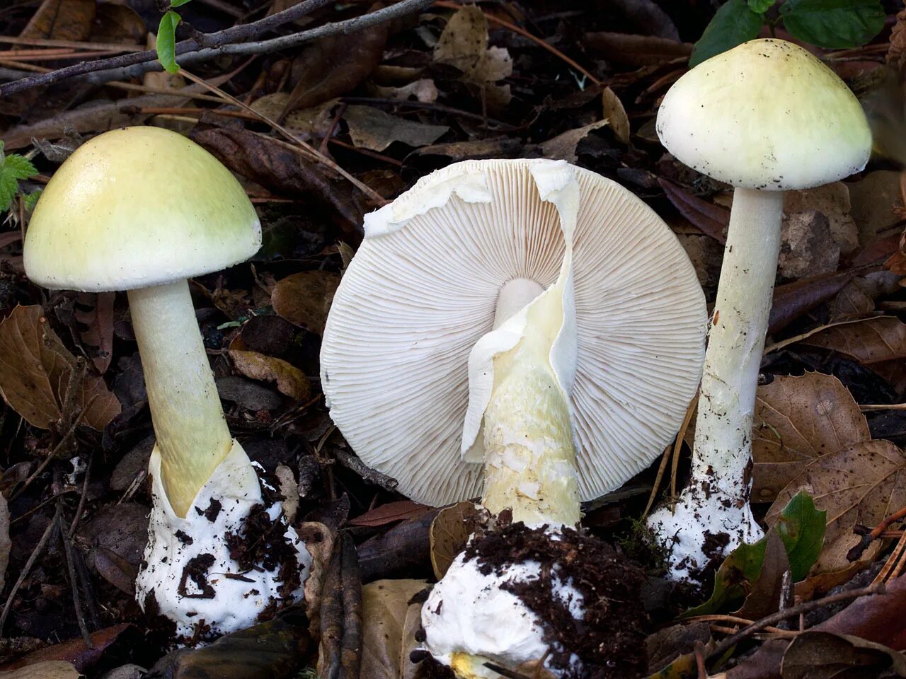 Бледная поганка. Бледная поганка гриб. Аmanita phalloides – бледная поганка. Бледная погоганка гриб.