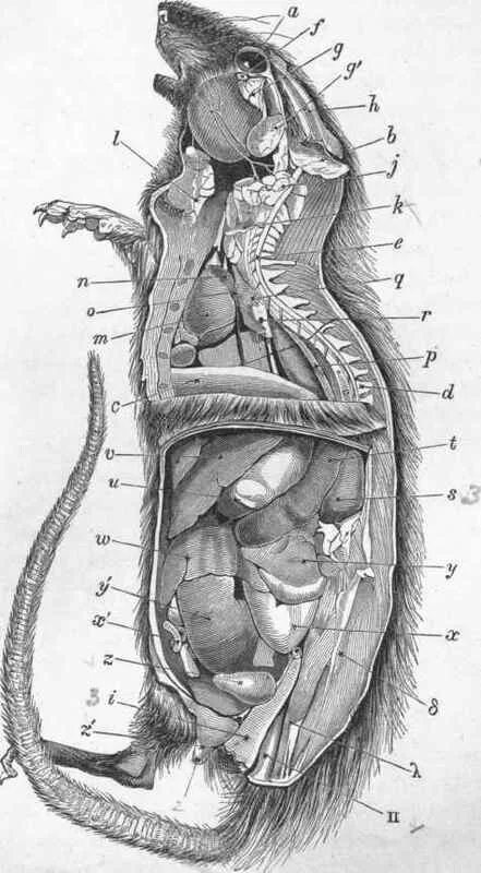 Строение крысы анатомия. Топография внутренних органов крысы. Анатомия половой системы крыс. Серая крыса строение