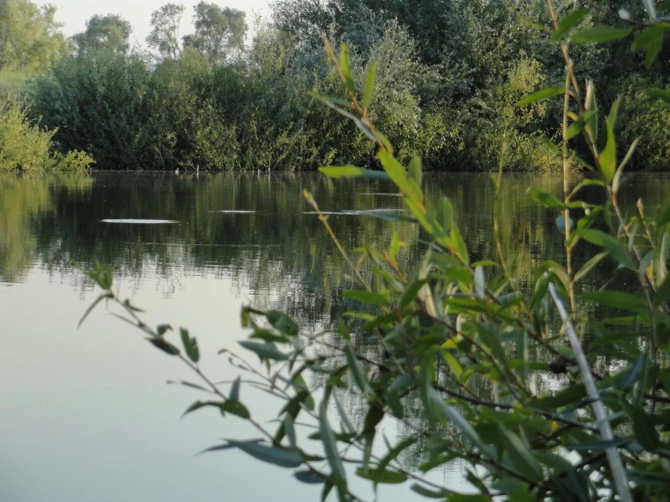 пруд корцево тамбовская область. пруды в сураве тамбовская область. река польной воронеж. бокинские пруды тамбов. река польной воронеж тамбовская область.