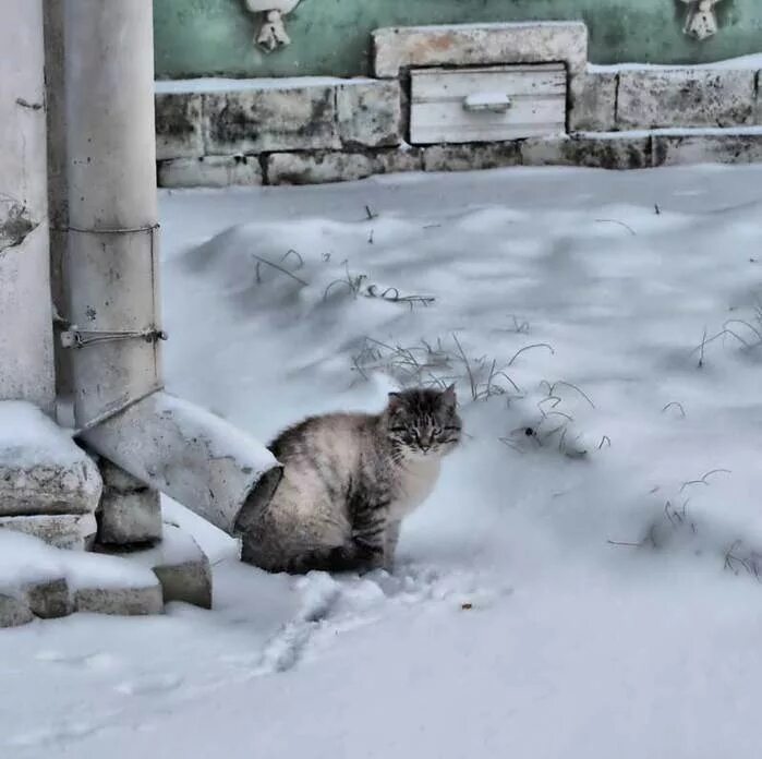 Замерзший кот твикс. Кошка на улице зимой. бездомные кошки зимой. бездомный кот зима. бездомные коты на улице зимой.