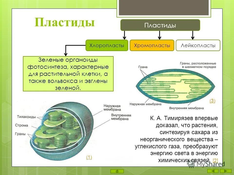 В каких клетках листа расположены хлоропласты. Схема пластиды хлоропласты лейкопласты хромопласты. Пластиды строение и функции таблица биология. Пластиды растений хромопласты. Хлоропласты хромопласты лейкопласты.