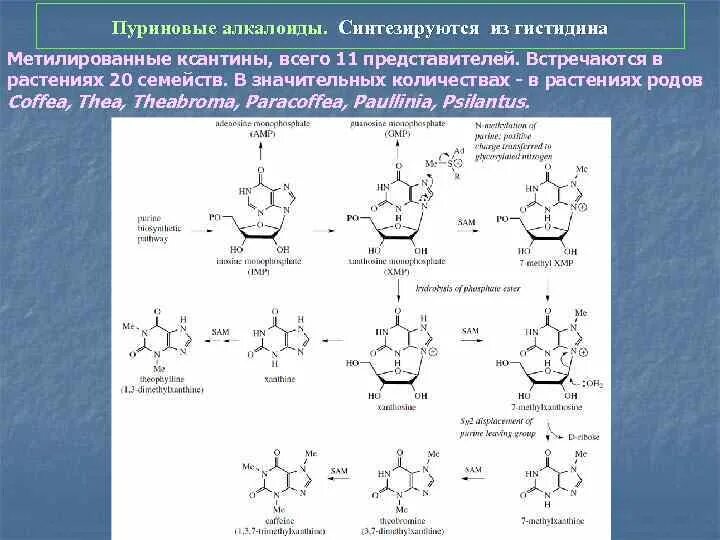 Производные ксантина механизм действия. Метилированные производные ксантина. Пуриновые алкалоиды. Ксантиновые производные препараты.