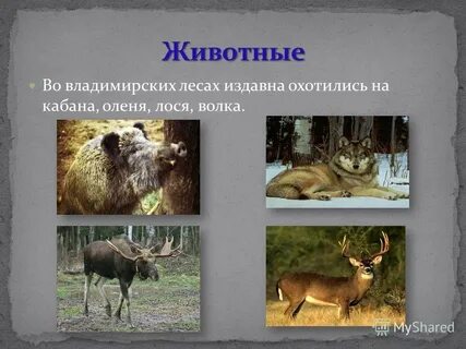Выбери мех какого животного издавна считался самым
