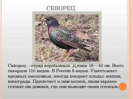 Ростовская область птицы доклад