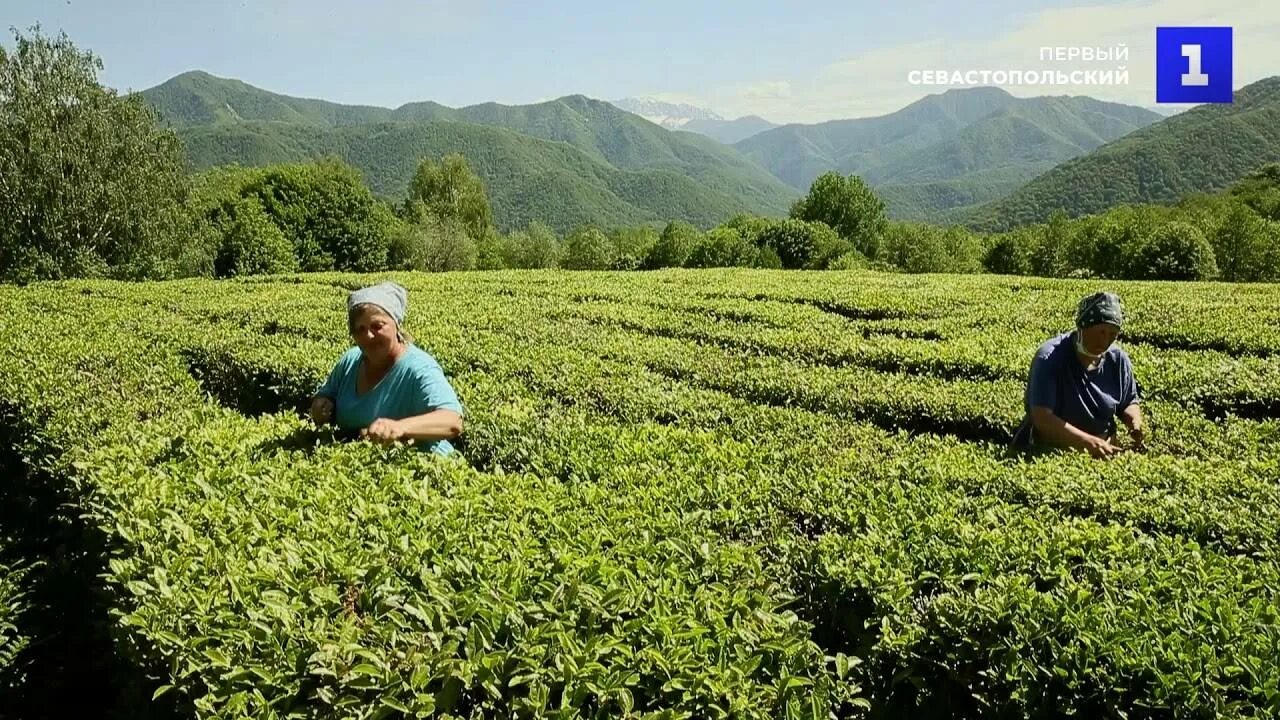 В россии растет чай. Чайные плантации Краснодарский чай. Плантации чая в Краснодарском крае. Чайные плантации в Краснодарском крае.