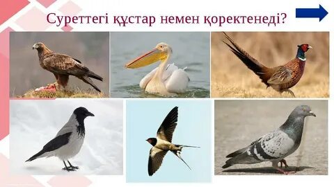 Семіз есектердің фотолары