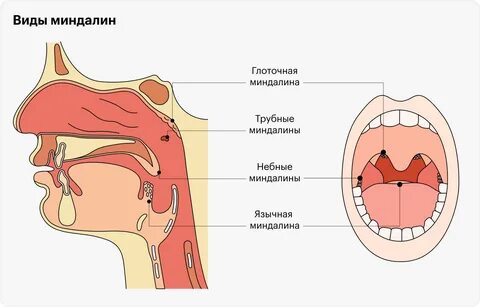 Крипты миндалин