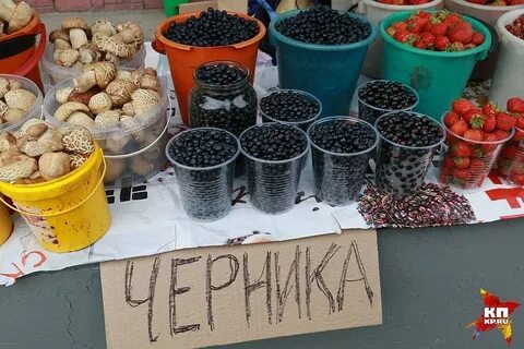 Черника псков