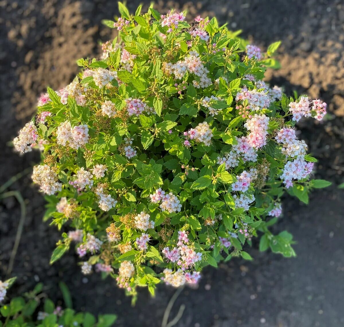 Спирея фирелихт. Спирея фрутишана. Спирея японская. Спирея японская (Spiraea japonica `little Princess`).