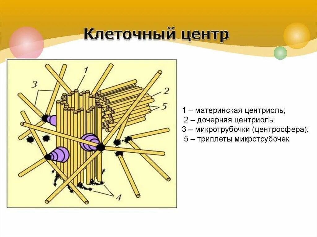 Клетка клеточный центр рисунок. Строение центриоли клетки. Клеточный центр центросома строение. Строение клетки центросома. Строение клетки клеточный центр.