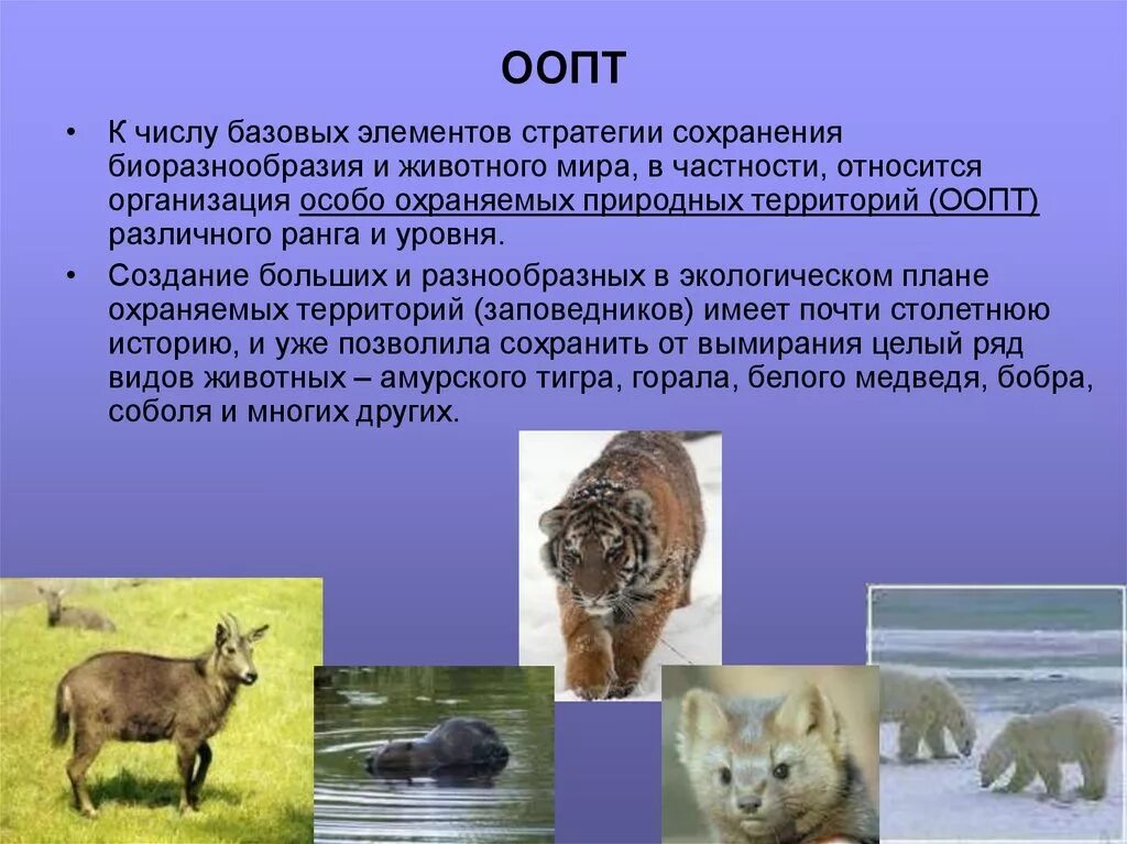 Биоразнообразие оопт